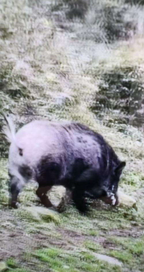 手机野猪在线观看,随时随地，畅享野性魅力